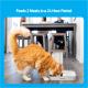 Automatic Timer Pet Feeder - 2 Meal